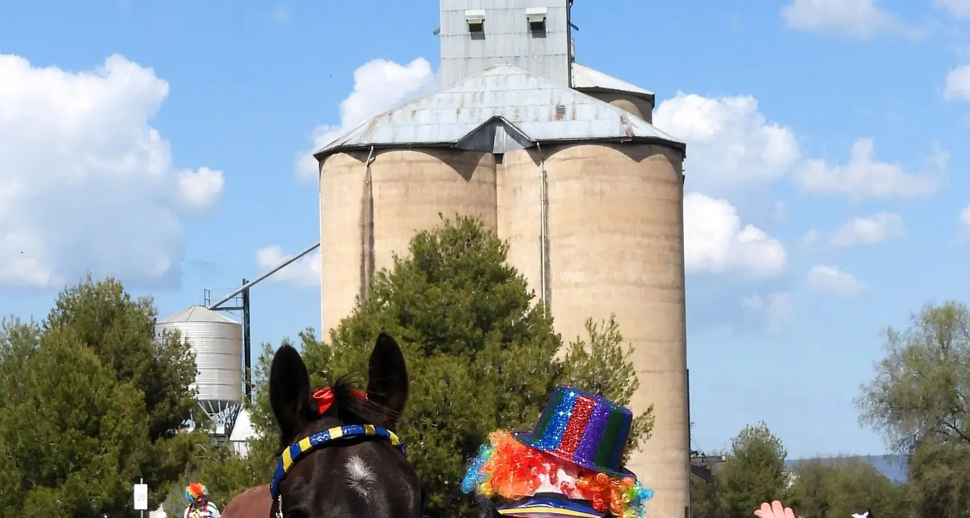 Riders have great week at Weddin Mountain Muster