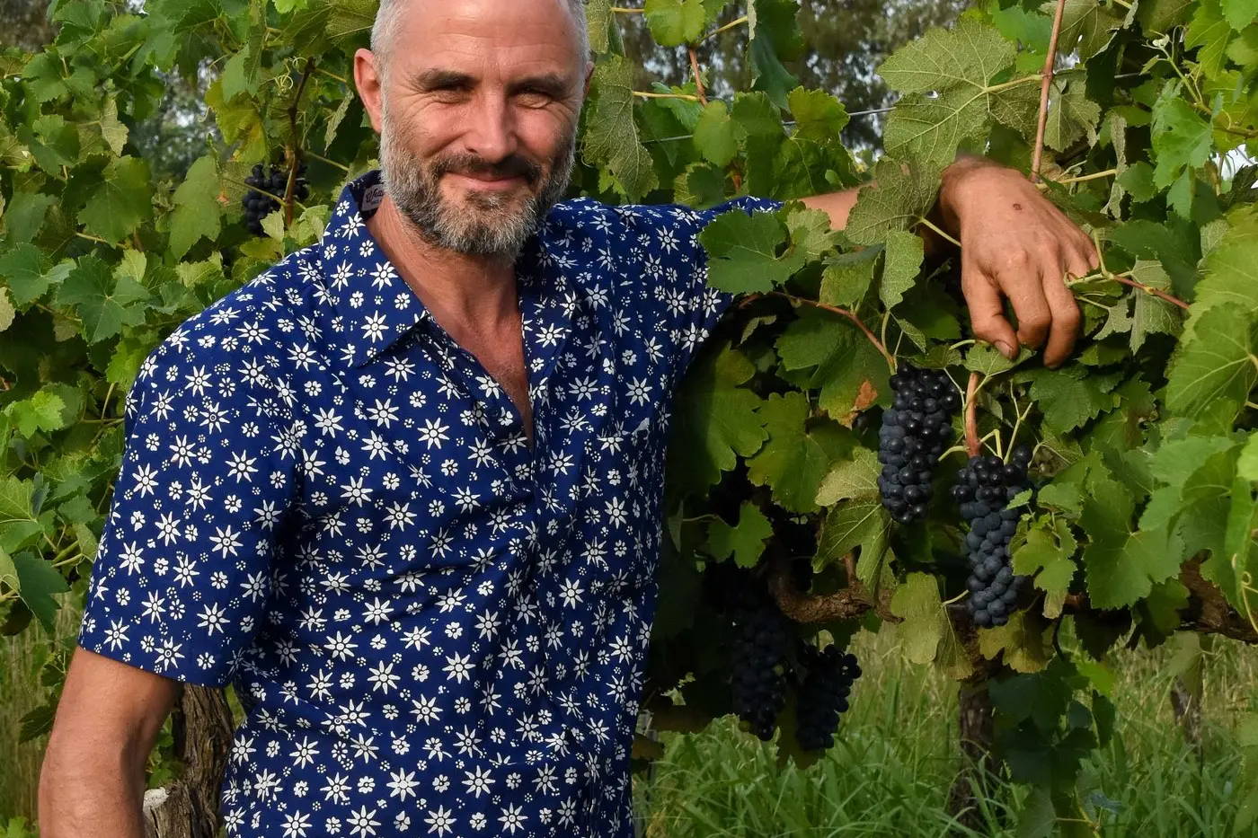 Sam Statham says grape quality is very high at Rosnay Vineyard this year. Sam is pictured here with Shiraz grapes which are about to be harvested.