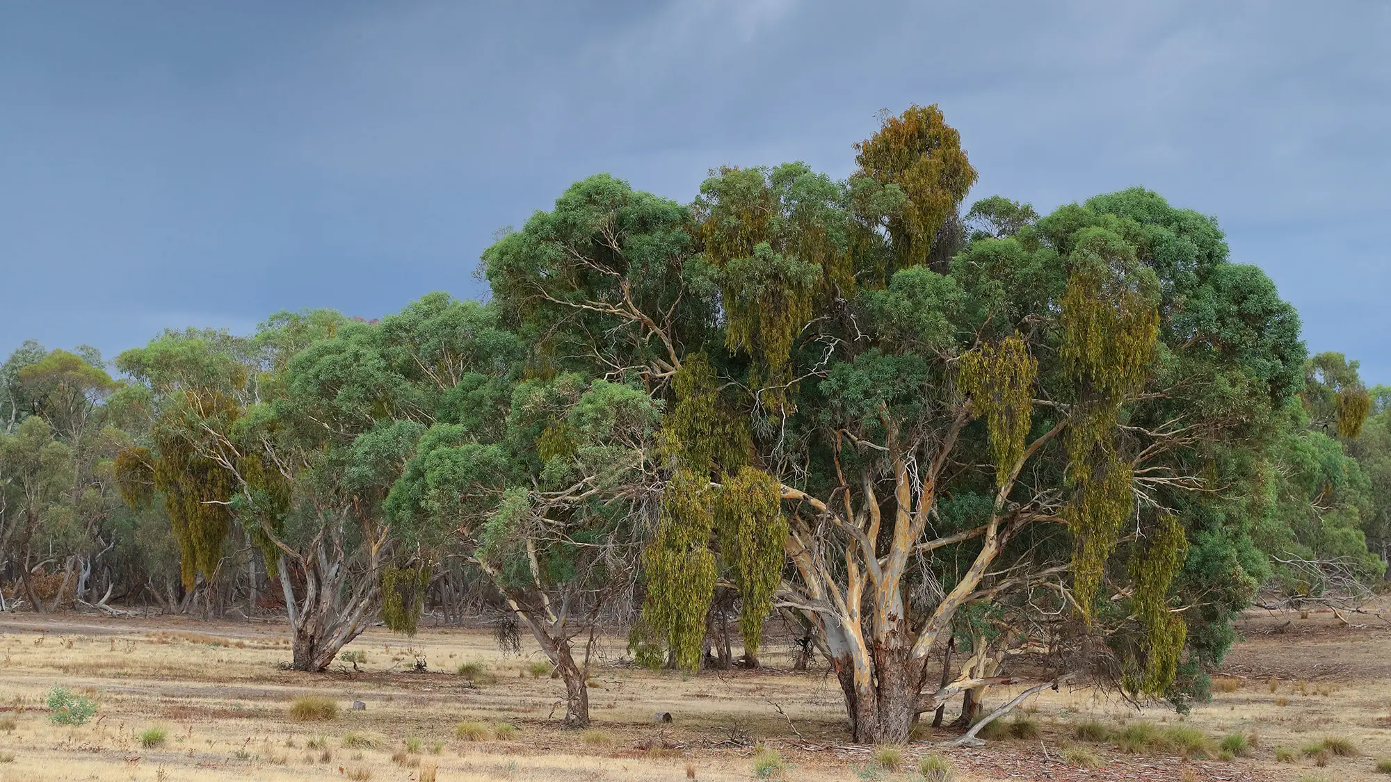 Explore the role of Mistletoe in woodland health