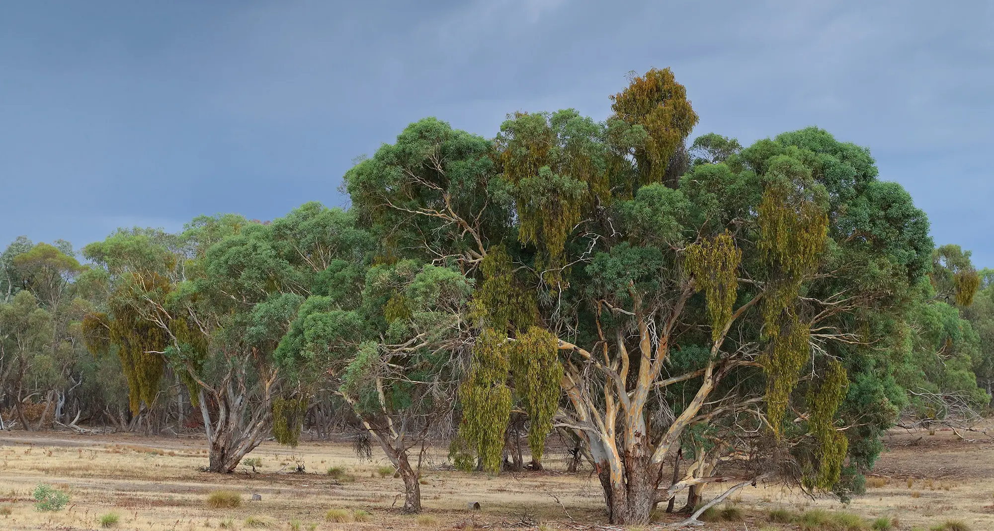 Explore the role of Mistletoe in woodland health