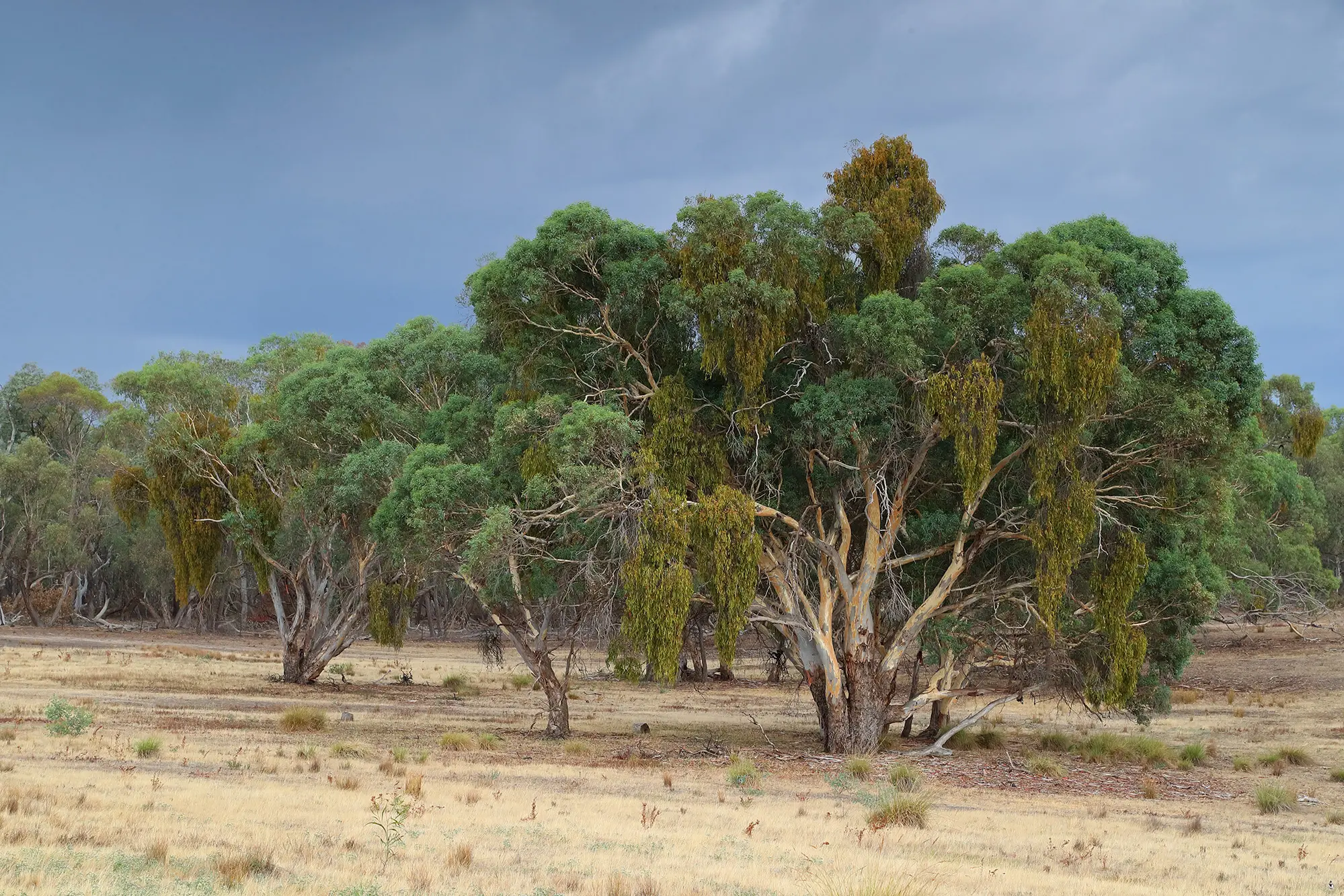 <p>Central West Local Land Services, BirdLife Australia and Weddin Landcare are delivering an community workshop on the role of mistletoe in woodland health. PHOTO: Weddin Landcare Facebook</p>\\n