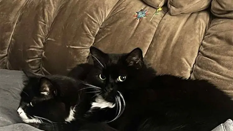 Keeping Cats Safe program looks to expand