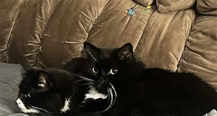 Keeping Cats Safe program looks to expand