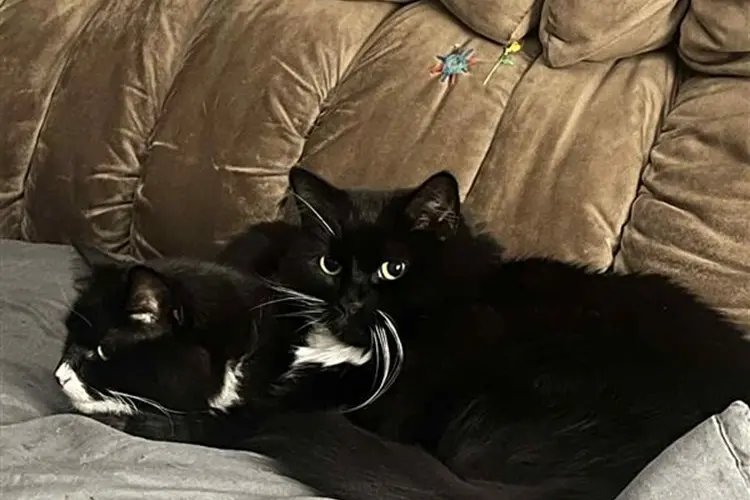 <p>The NSW Government and RSPCA NSW are teaming up to encourage people to practice responsible cat ownership.</p>\\n