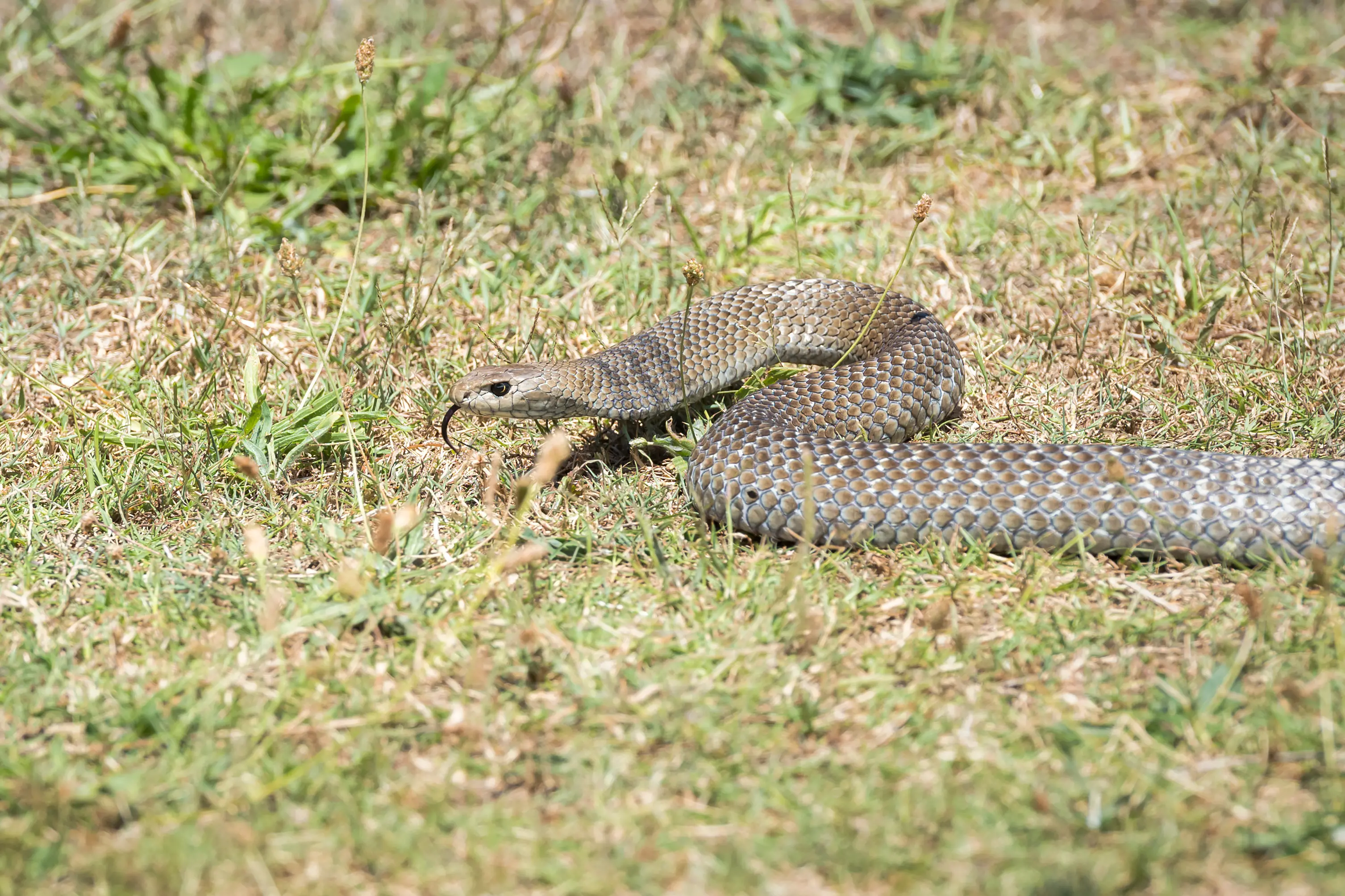 <p>With the warmer weather, keep an eye out for snakes. PHOTO: Adobe Stock</p>\\n