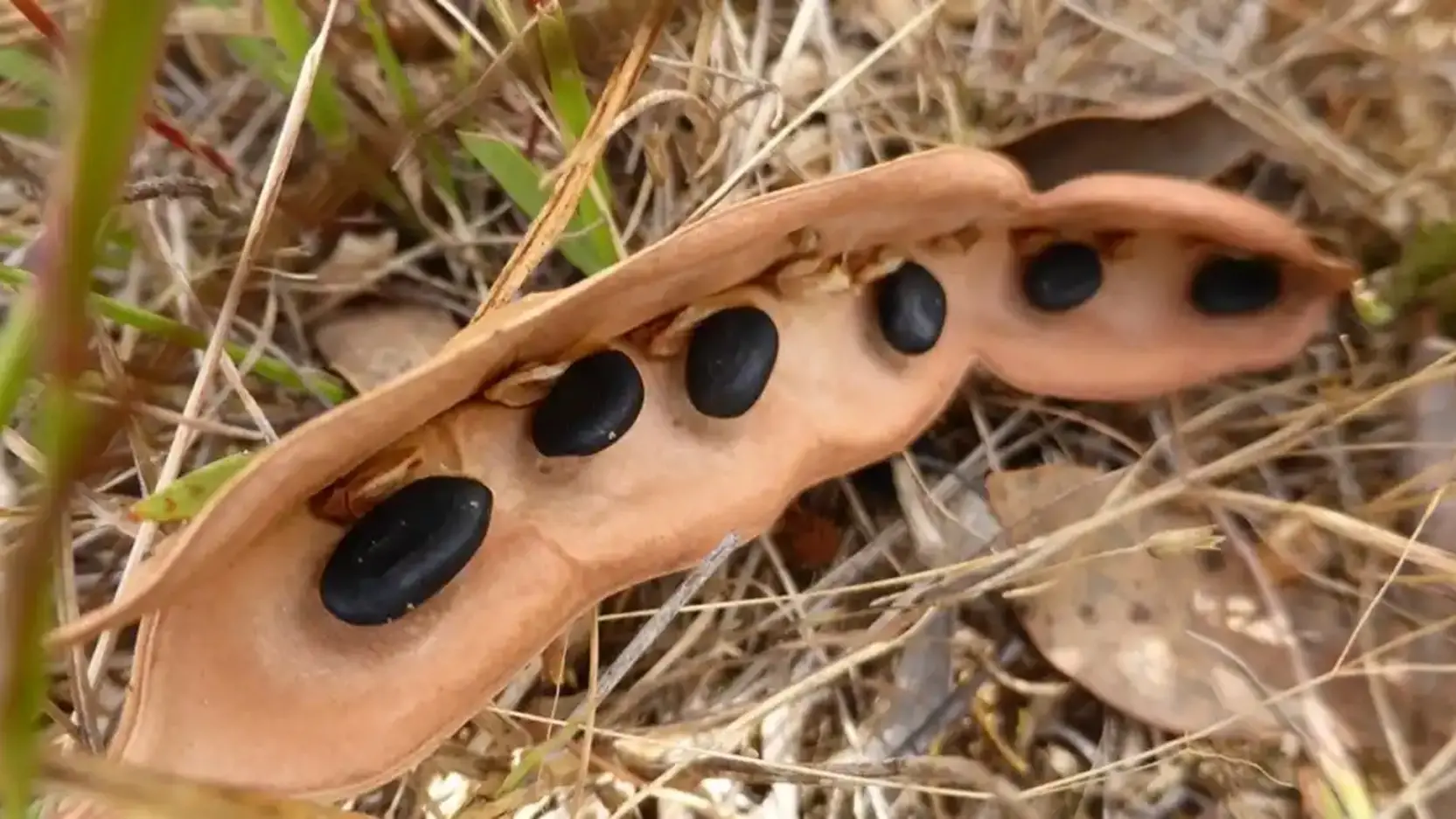 Workshop on offer to learnabout all native seeds