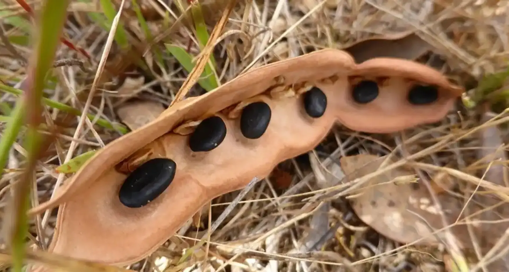 Workshop on offer to learnabout all native seeds