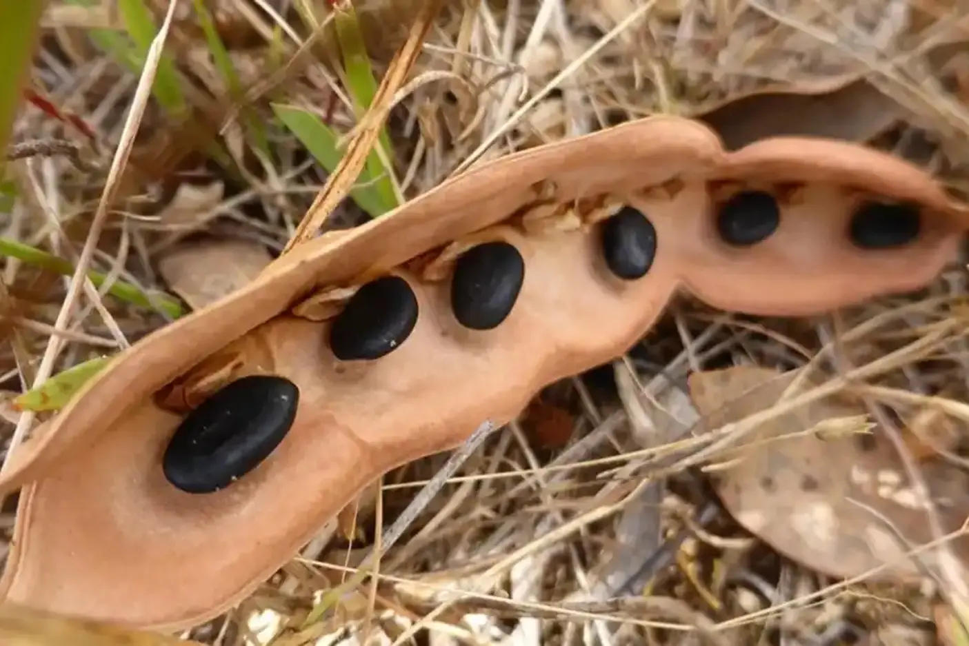 <p>Come along to this practical seed collection workshop providing a great introduction to plant identification and collecting native seeds. PHOTO: Central West Local Land Services</p>\\n