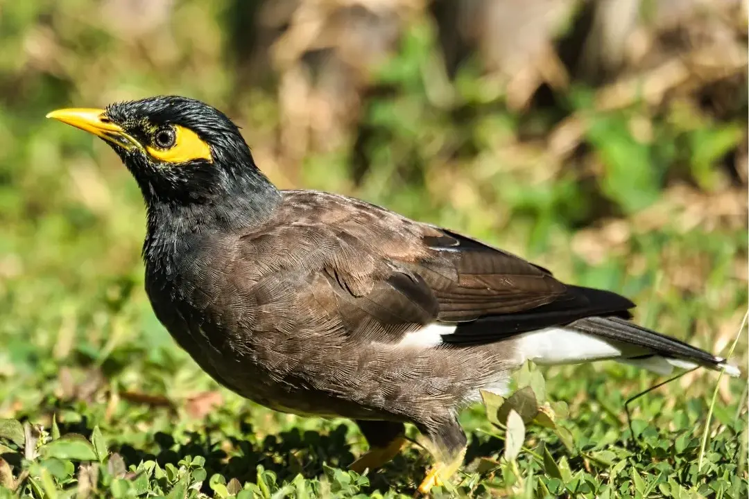 <p>Indian (Common) Myna are considered one of the world\\u2019s most invasive species and a threat to our native wildlife. PHOTOS: Supplied</p>\\n