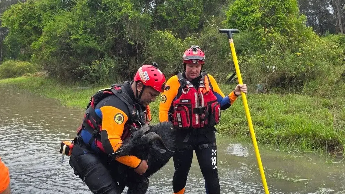 SES urges pet owners to include animals in plans