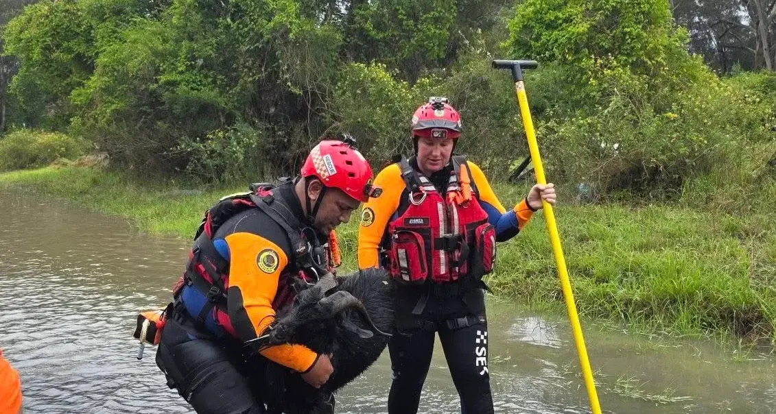 SES urges pet owners to include animals in plans