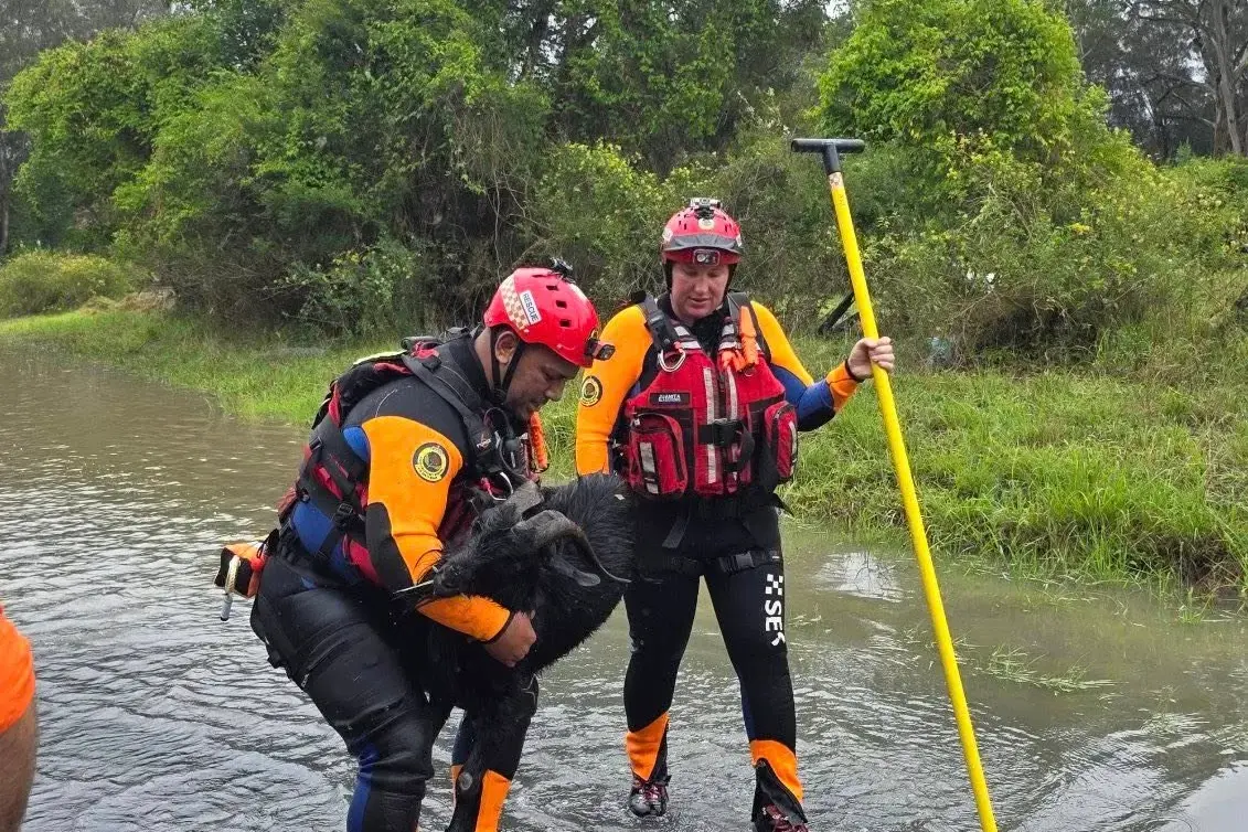 <p>NSW SES is encouraging locals to ensure their animals are part of their storm plans. PHOTO: Supplied</p>\\n