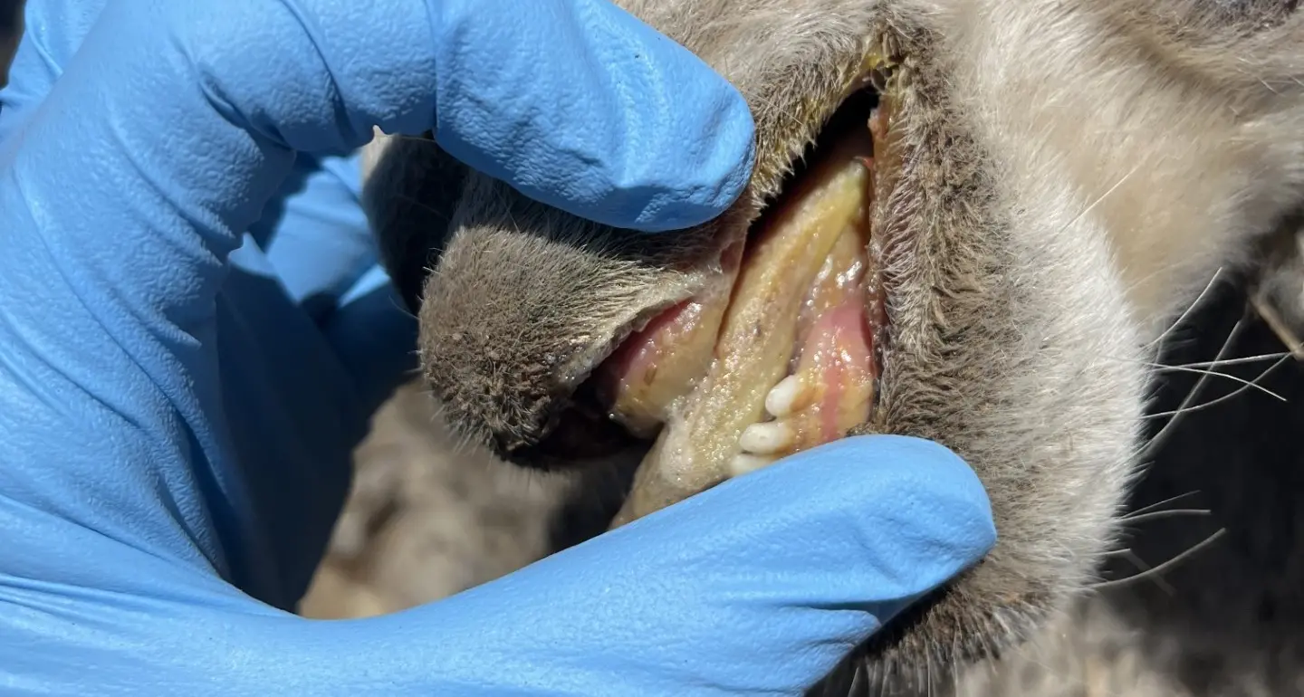 LLS vets: Rain can increase risk of toxicity