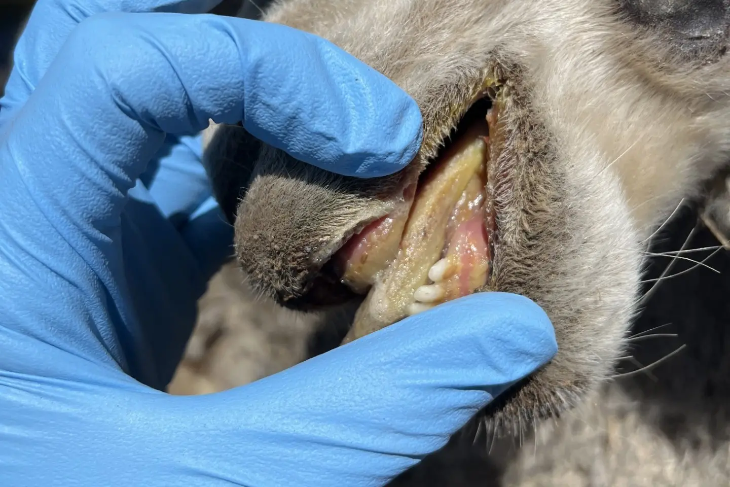<p>A recent case of hairy panic toxicity in lambs demonstrates the risk this plant poses after recent rain events. PHOTO: LLS</p>\\n