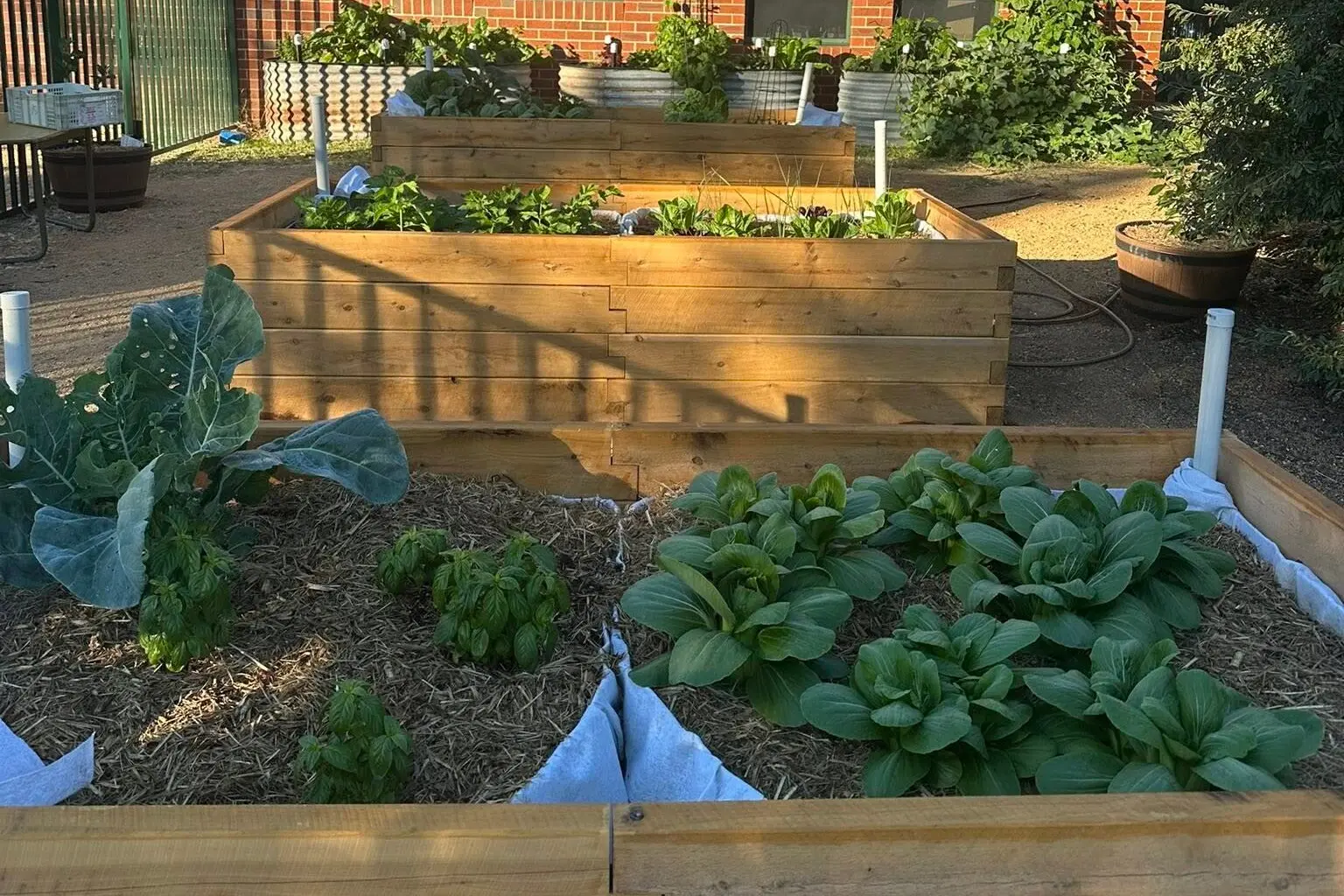 <p>St Joseph\\u2019s Primary School\\u2019s vegetable garden.</p>\\n
