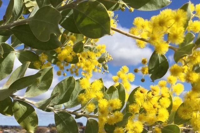 Garden Club goes yellow for Mother's Day and worthy cause