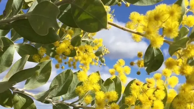 Garden Club goes yellow for Mother's Day and worthy cause