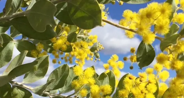 Garden Club goes yellow for Mother's Day and worthy cause