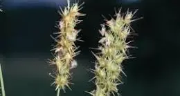 Council moves to tackle spiny burrgrass at Grenfell Cemetery