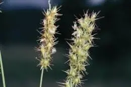 <p>In response to growing concerns, Weddin Shire Council has endorsed a plan to manage spiny burrgrass at Grenfell Cemetery. PHOTO: NSW WeedWise</p>\\n