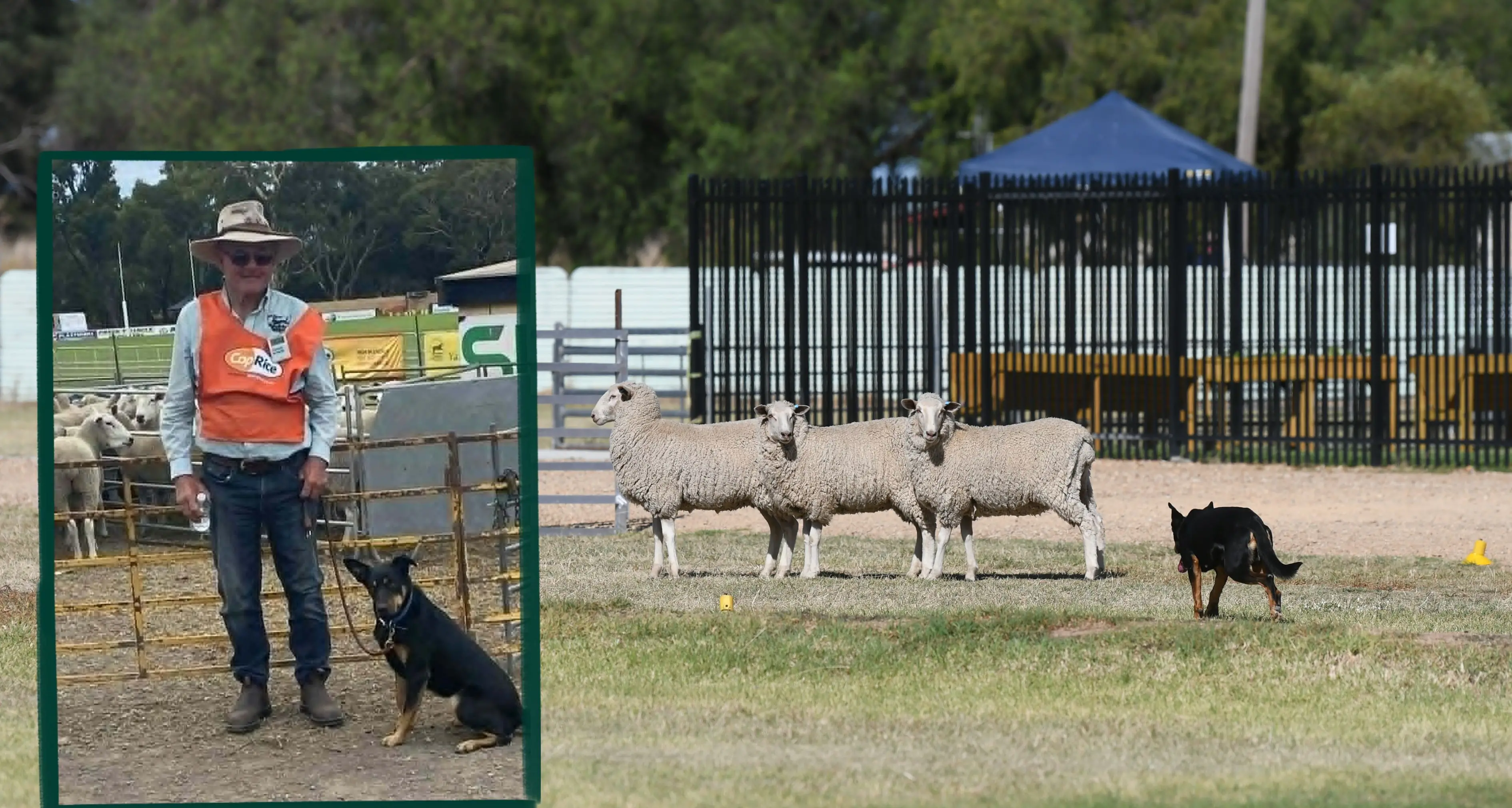 National success for Karana Kelpies ahead of Eugowra utility dog trials