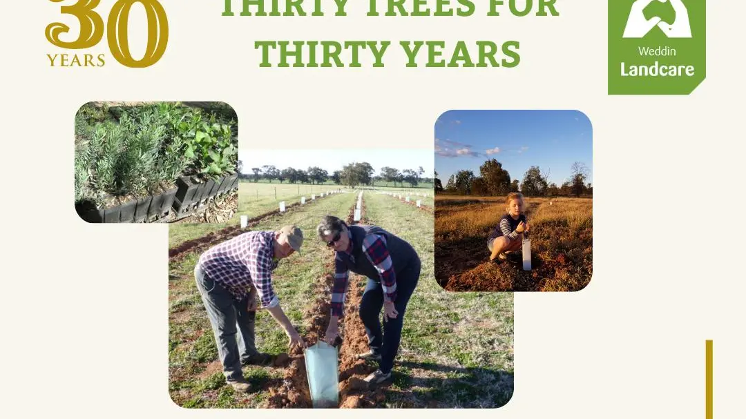 Plant 30 trees for three decades of Weddin Landcare