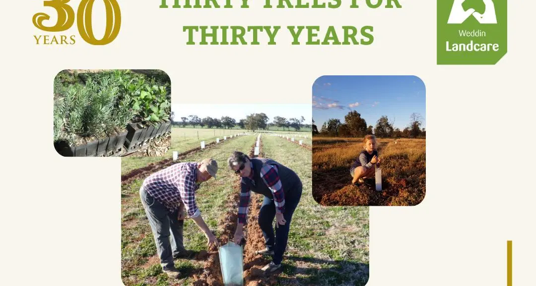 Plant 30 trees for three decades of Weddin Landcare