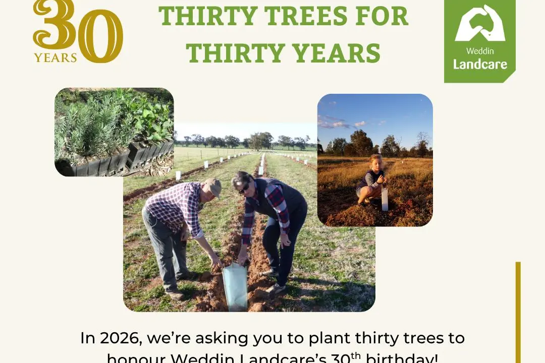 <p>Help Weddin Landcare celebrate 30 years by planting 30 native trees.</p>\\n