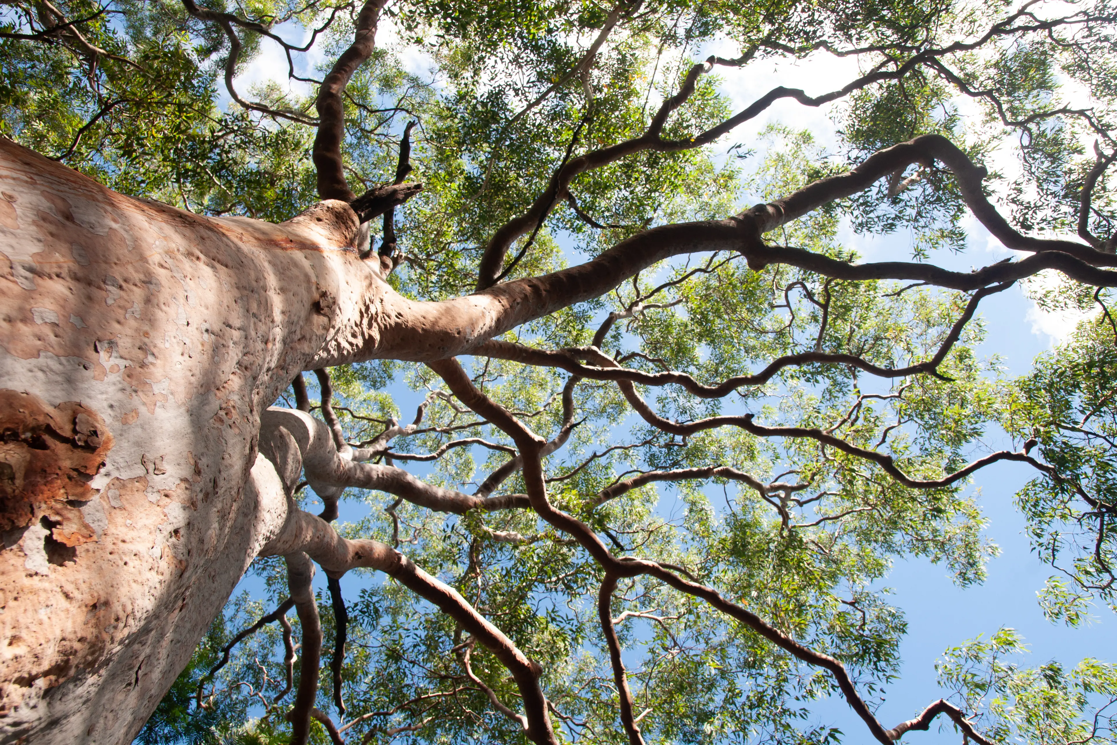 eucalyptus tree view from below with blue sky background,Sydney,Australia