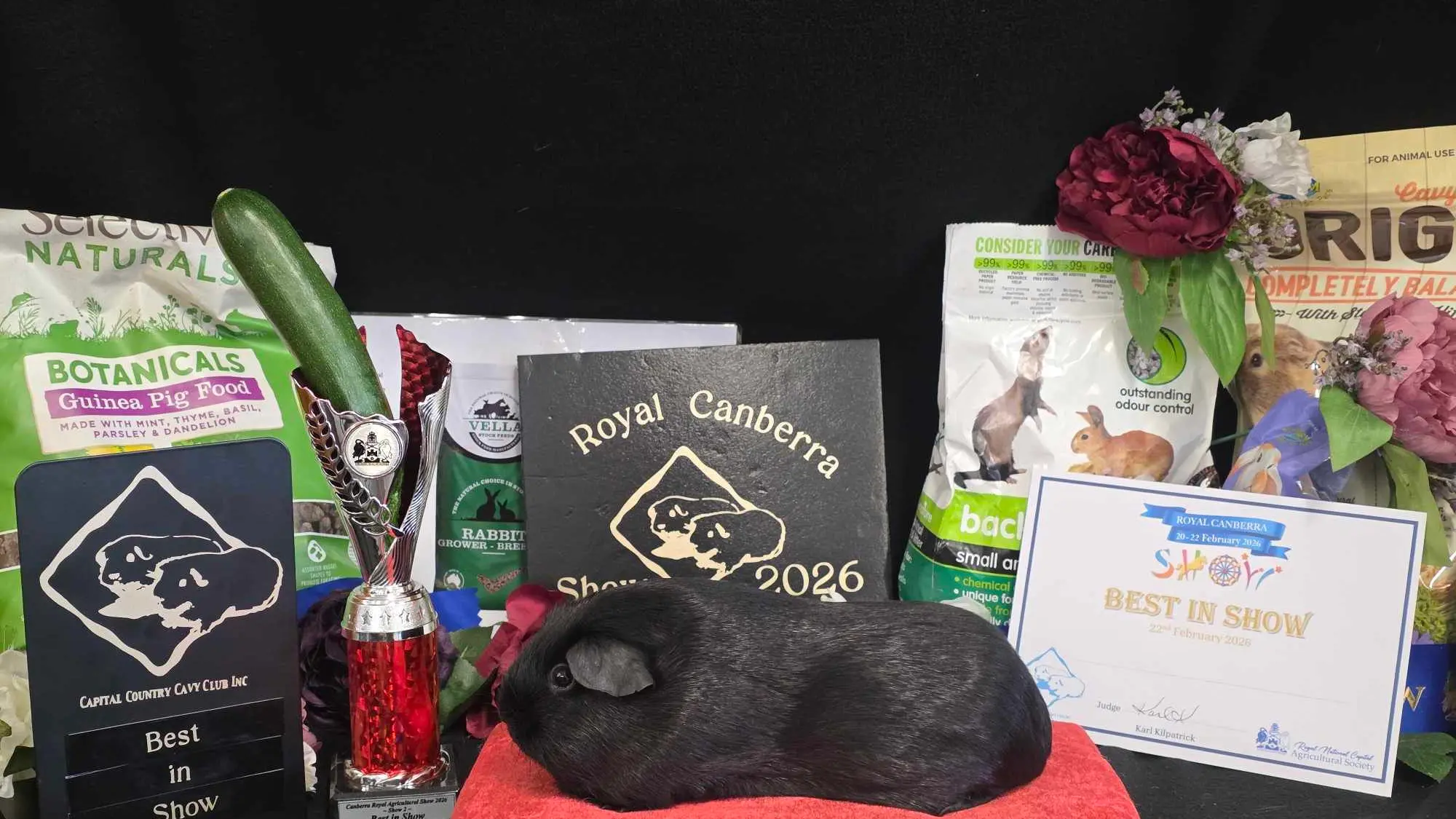 Guinea pigs take centre stage as Sarah helps launch new cavy club