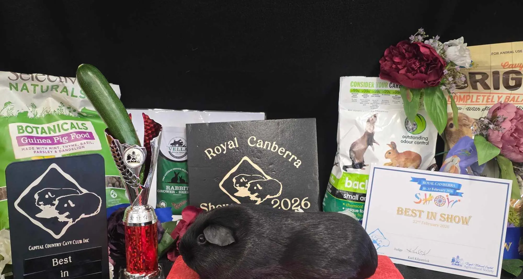 Guinea pigs take centre stage as Sarah helps launch new cavy club
