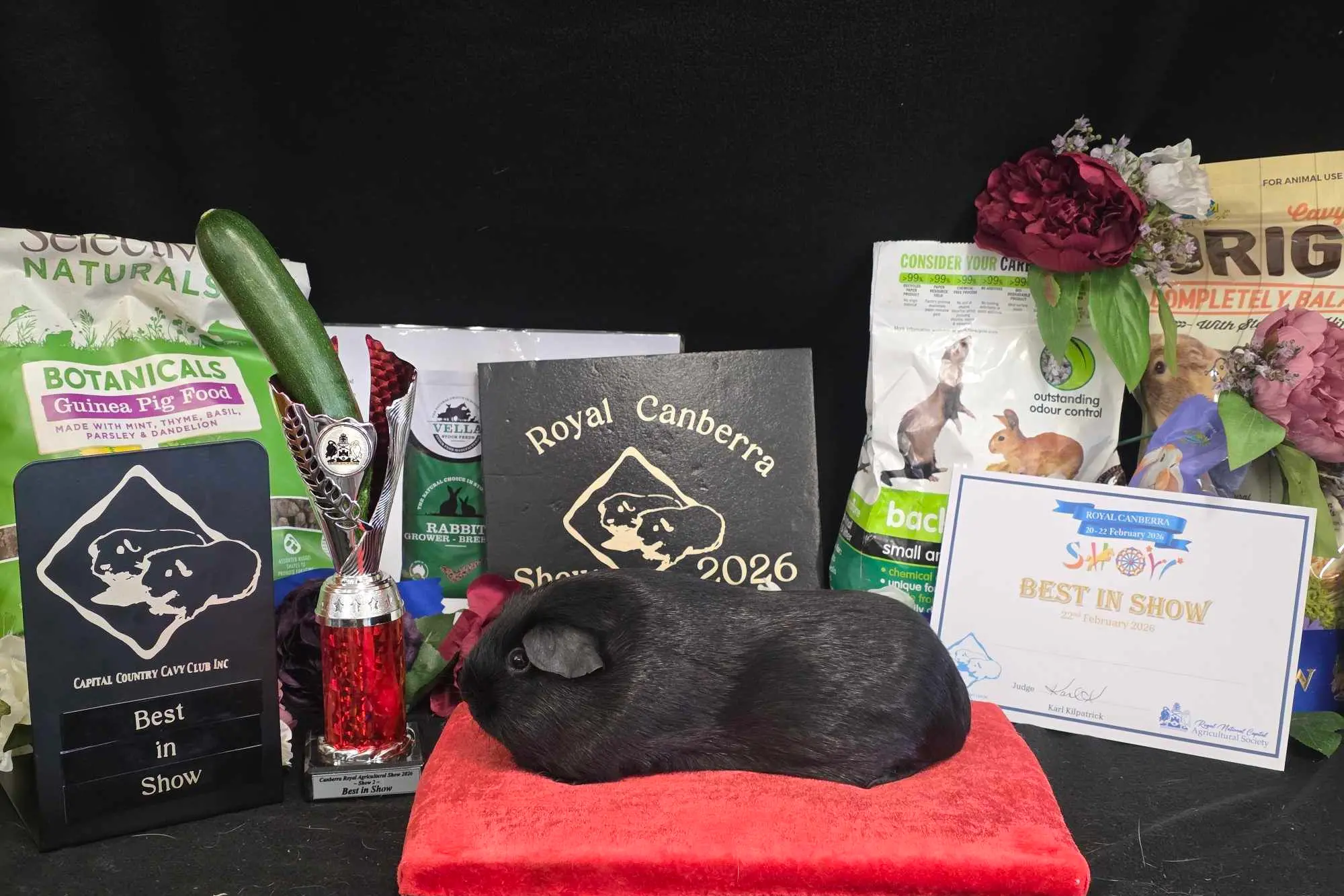 <p>This self black sow, Clovendell Miss Black Opal, was named best in show at the Canberra Royal. </p>\\n