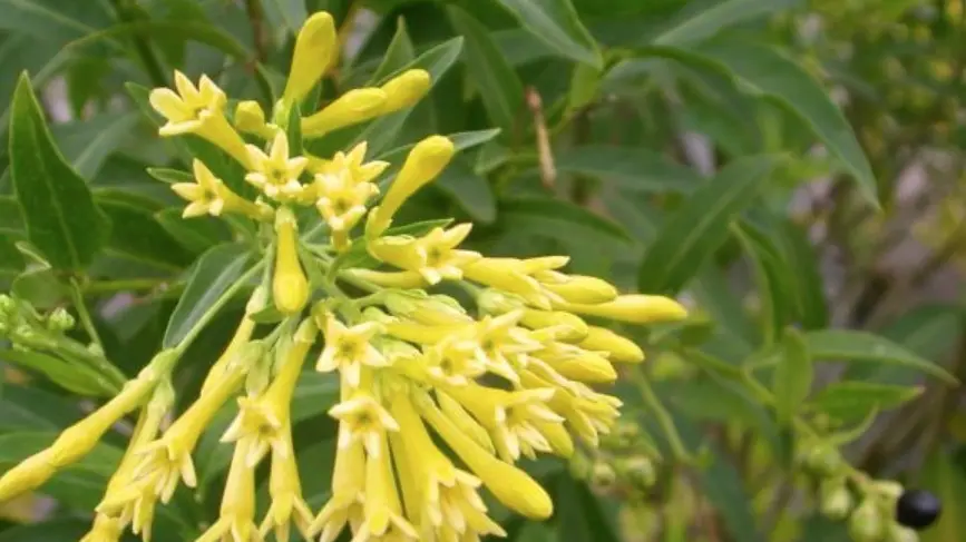 Toxic shrub spotted in shire