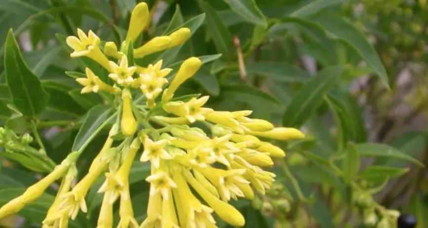 Toxic shrub spotted in shire