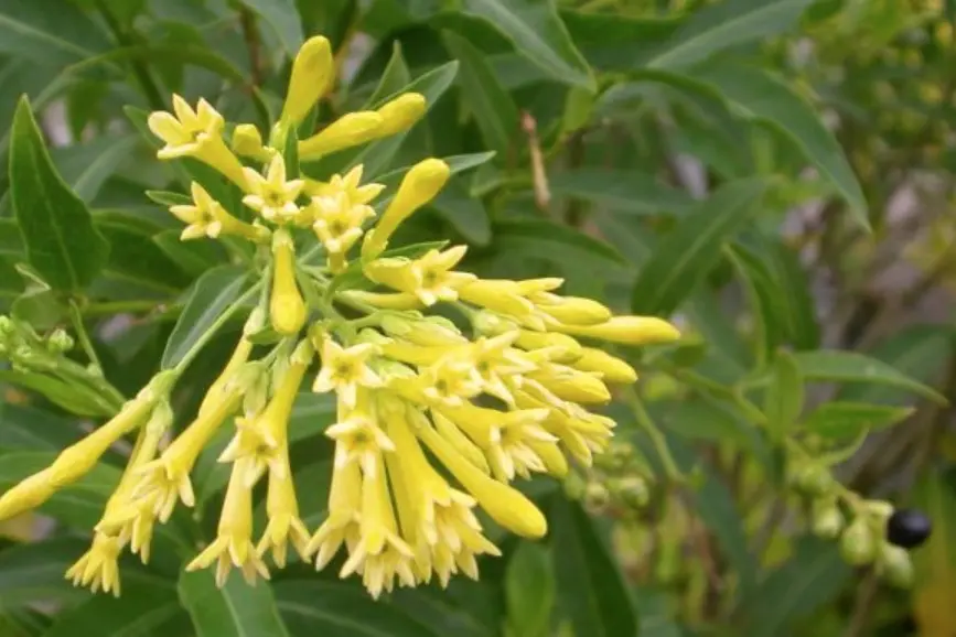 <p>Green cestrum buds, flowers and fruit. PHOTO:  G. Wisemantel</p>\\n