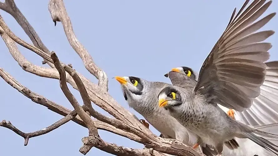 Help woodland birds thrive: Learn how to manage Noisy Miners