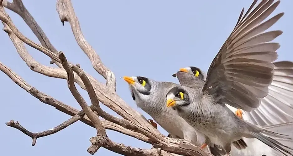 Help woodland birds thrive: Learn how to manage Noisy Miners