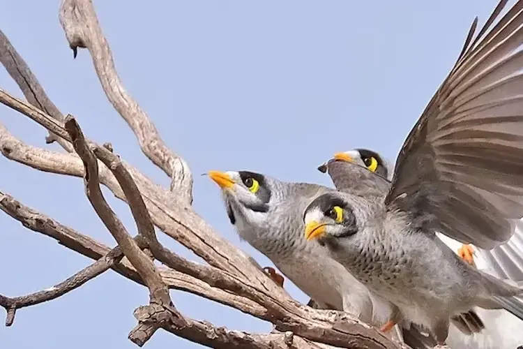 <p>Noisy Miners. PHOTO: Birdlife Australia </p>\\n