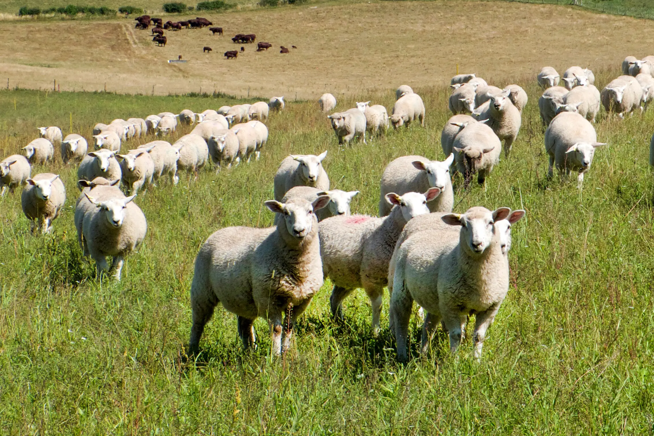 <p>PAIN FREE: Mandatory pain relief when mulesing sheep is one of the measures under new laws that aim to better protect against cruelty of animals and raise the penalties for prosecuted offenders. PHOTO: Gill/AdobeStock</p>\\n