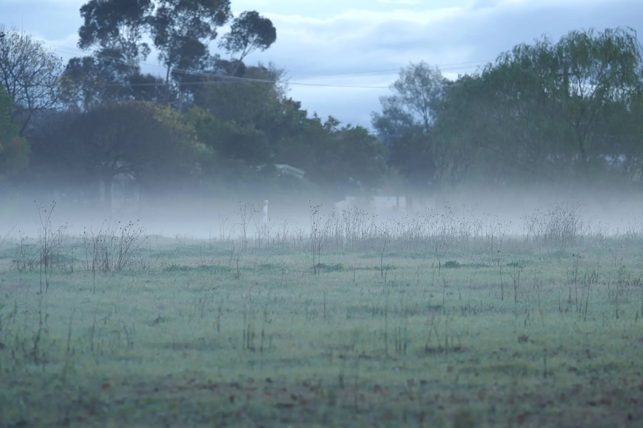 <p>There have been some foggy mornings in Grenfell. PHOTO: Phillip Mccallum</p>\\n