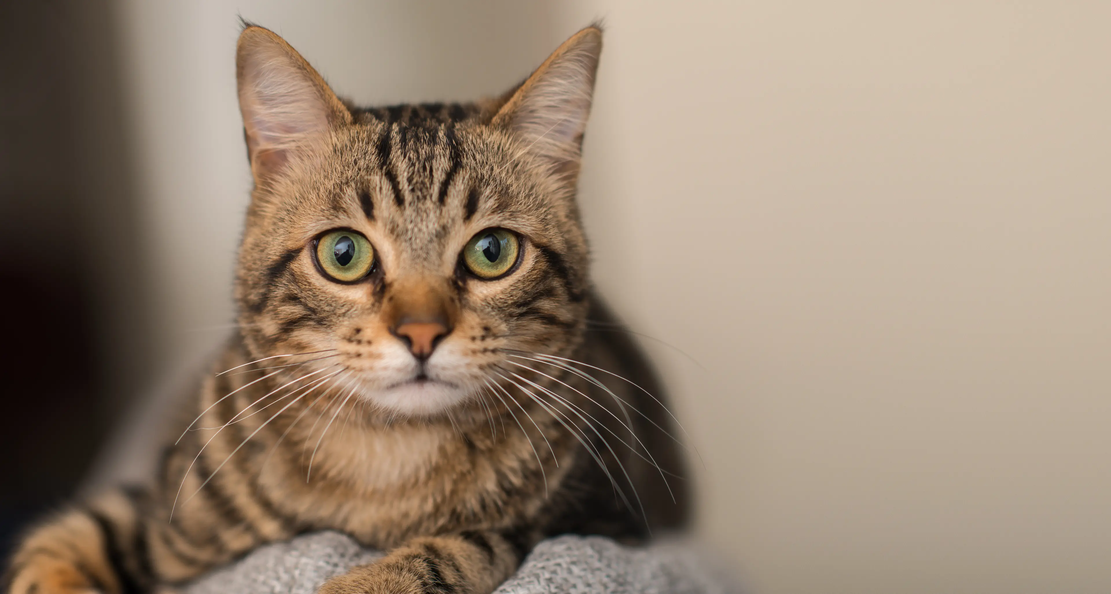 Keeping Cats Safe at Home initiative passes 400