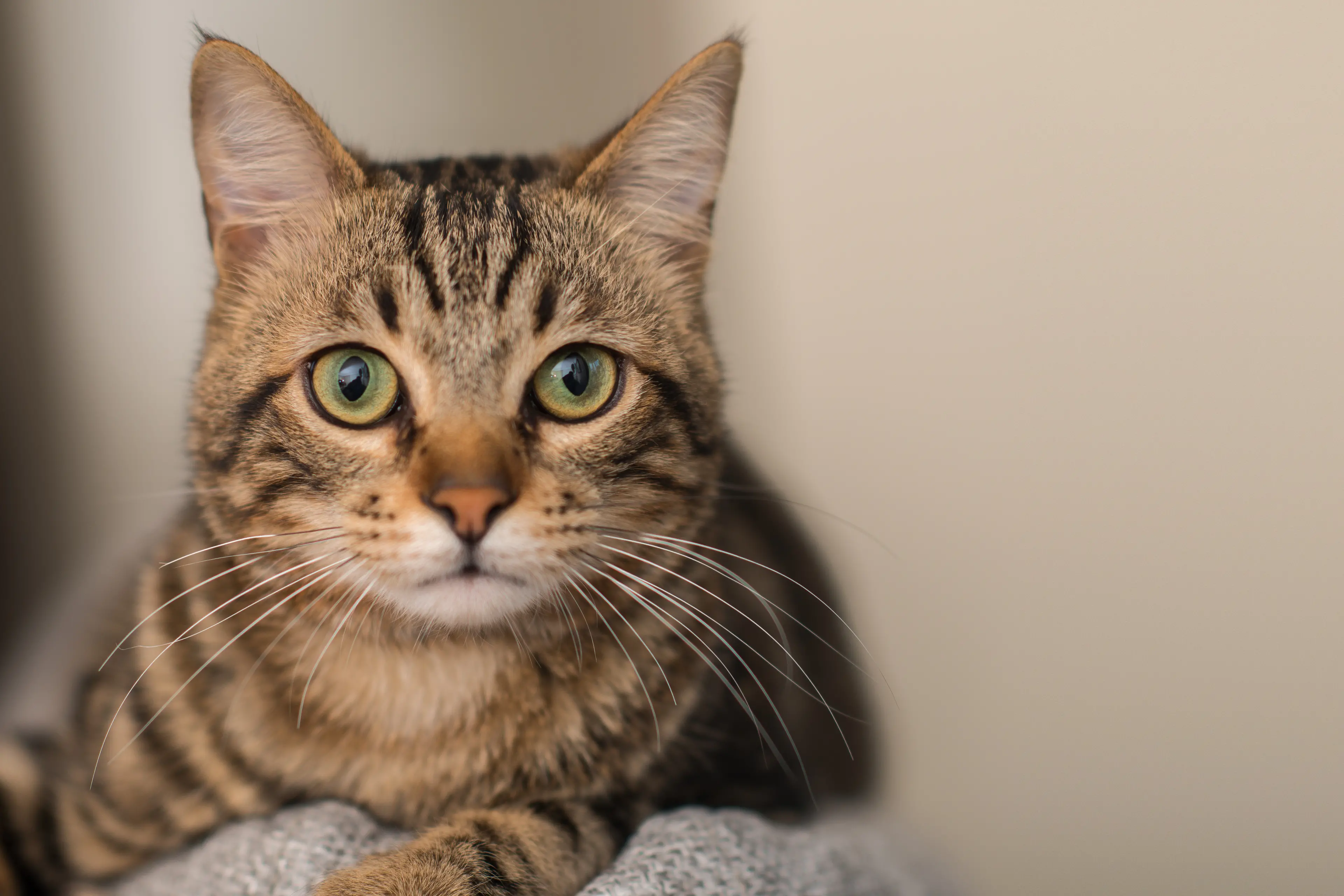 <p>In less than four years, Grenfell\\'s free cat desexing and microchipping program has treated over 400 cats. PHOTO: AdobeStock/Krakenimages.com</p>\\n