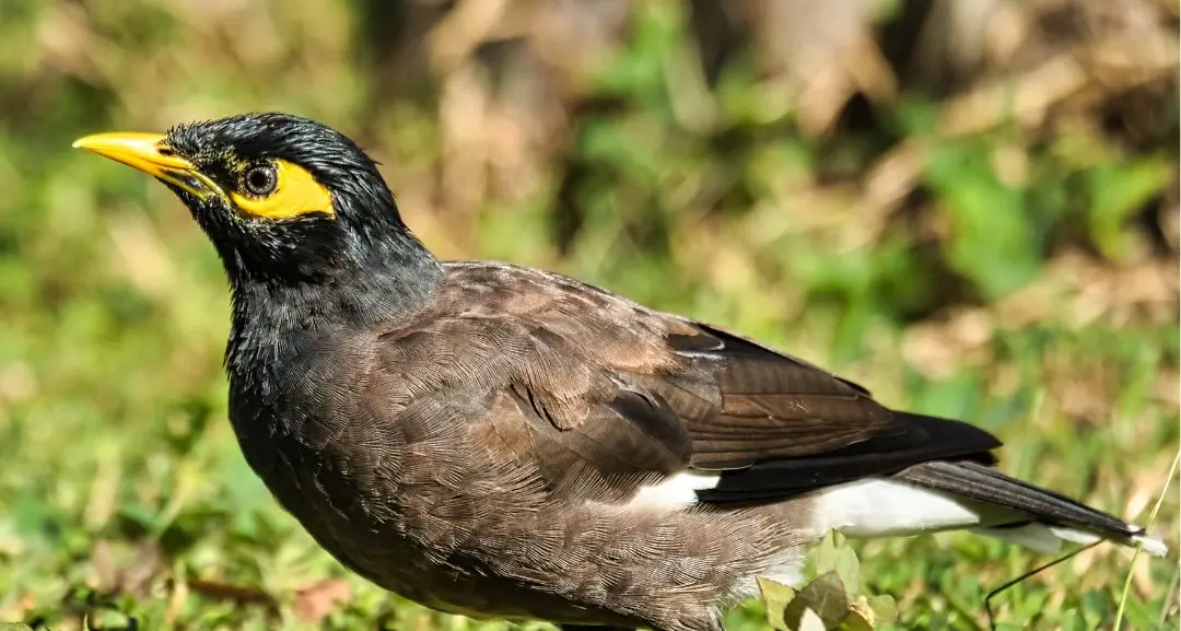 Weddin Landcare praised in Parliament for Indian Myna Control Program