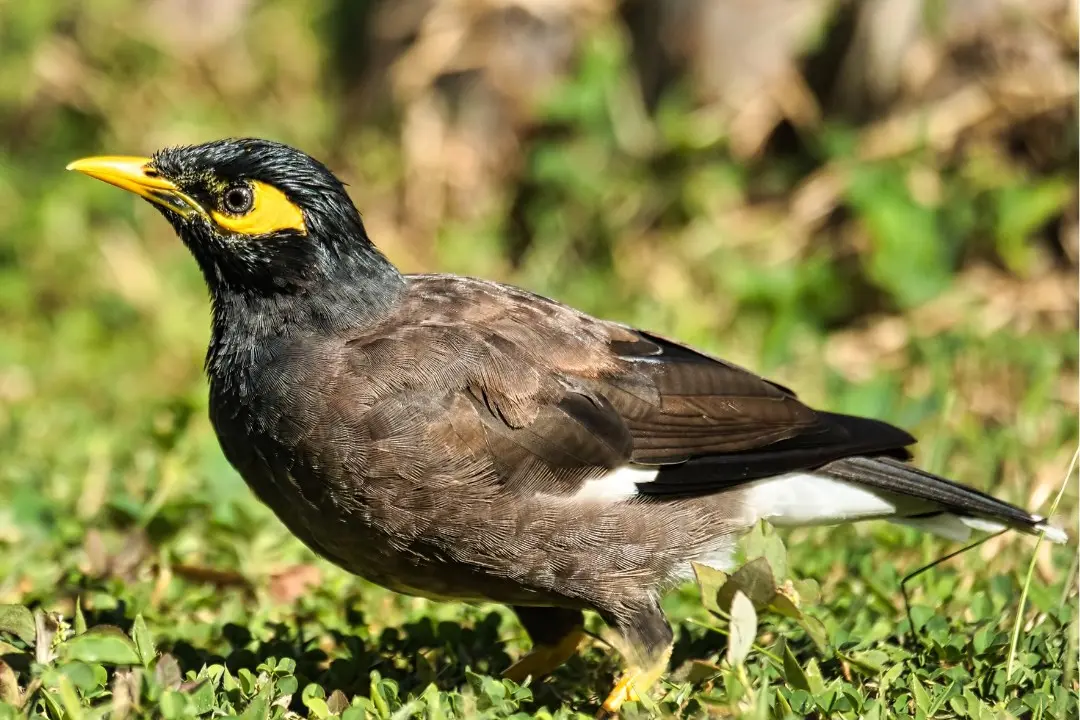 <p>Weddin landcare launched the Indian Myna Control Program last year.</p>\\n