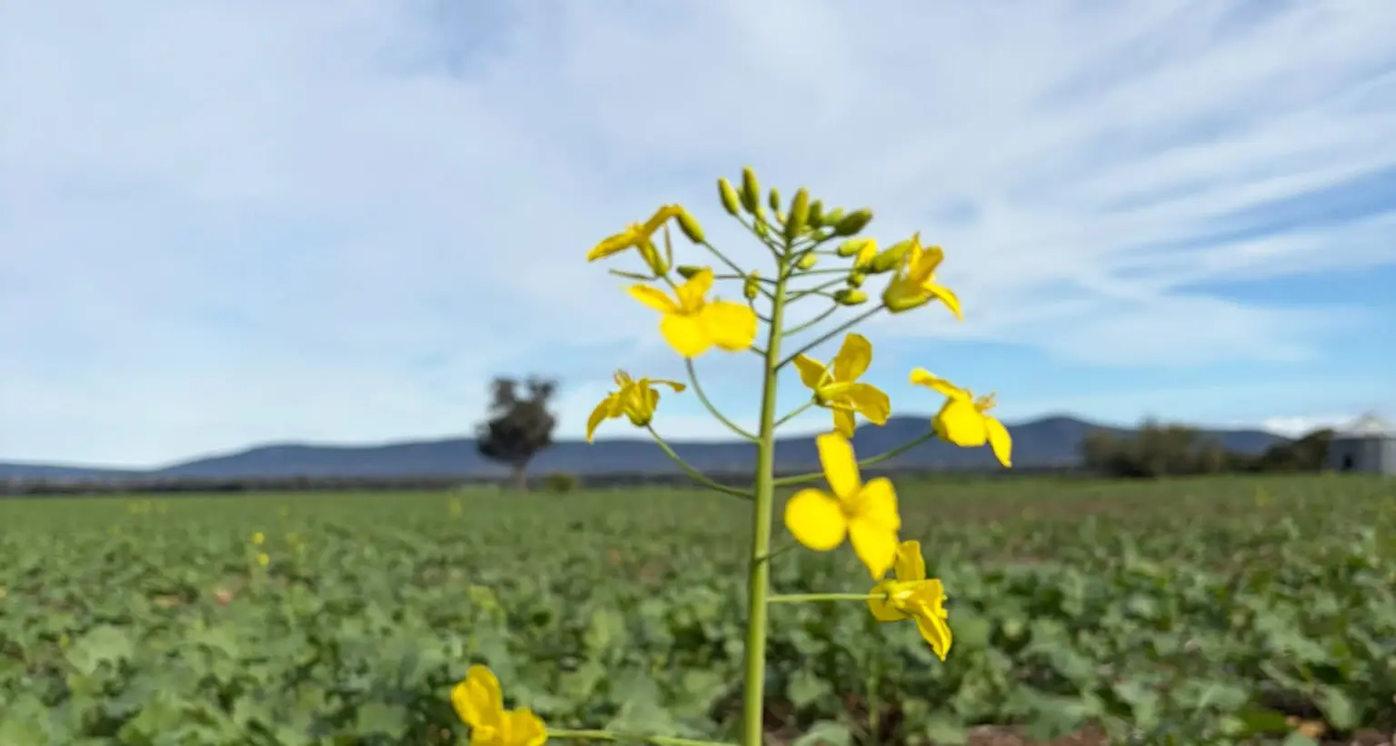 Crazy for fields of gold: Weddin's first signs of canola, wattle