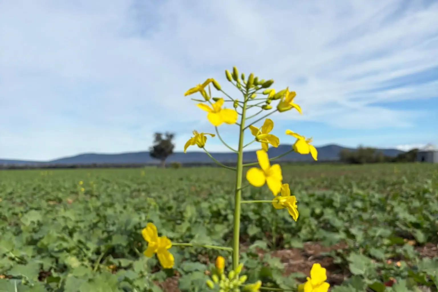 <p>Weddin\\'s first signs of canola flowering. PHOTO: Weddin Mountains Region</p>\\n