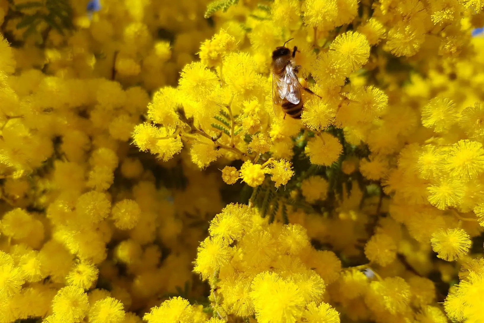 <p>Wattles are about to explode across the Weddin region. PHOTO: Weddin Mountains Region </p>\\n