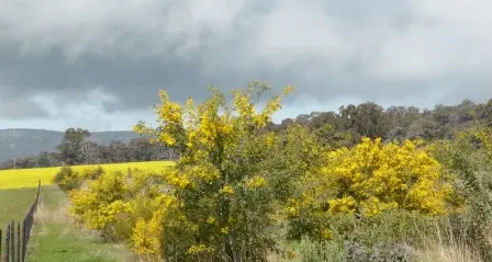 Two special events to celebrate Wattle Day in Weddin