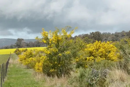 <p>Celebrate wattle day in the Weddin Shire on 26 and 27 August. PHOTO: Weddin Landcare </p>\\n