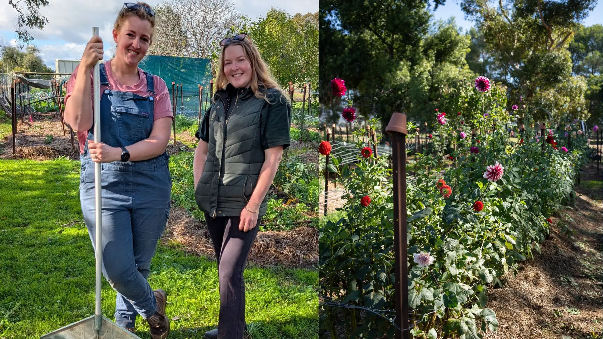 Small idea blooms into flower farm